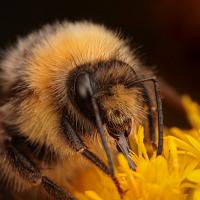 Bee Feeding 